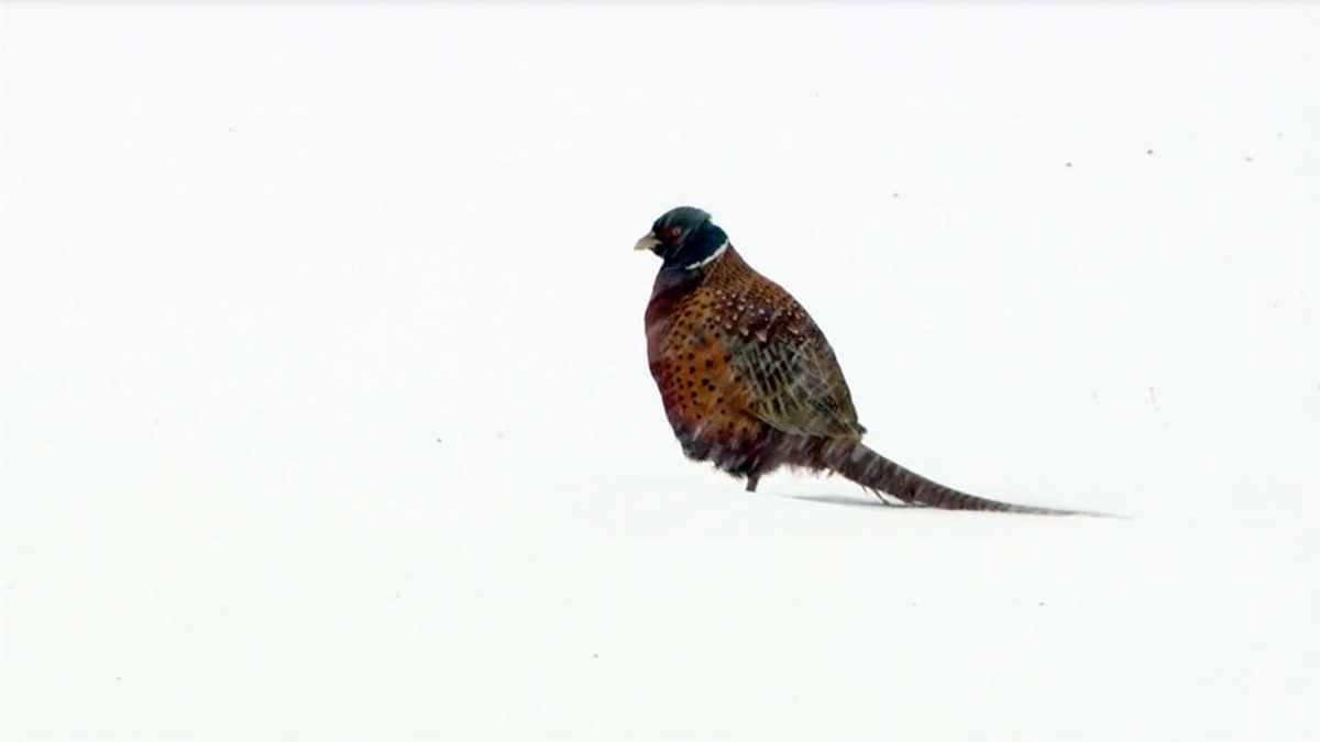Roadside Survey Reflects Increase in Iowa Pheasant Populations - Montgomery  County Conservation Board