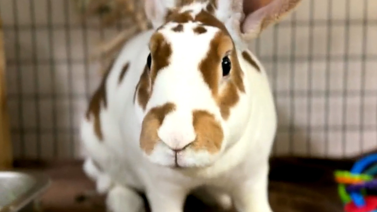 Watch CBS Evening News: Nonprofit helps kids, rescued rabbits bond ...