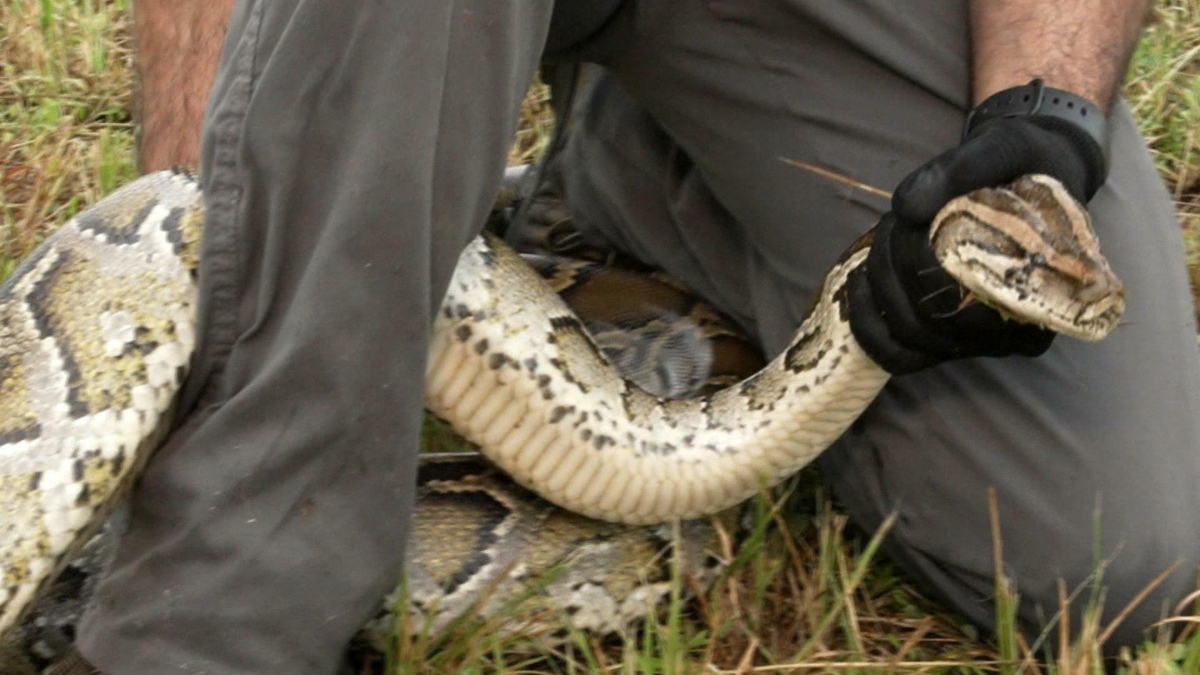 Watch CBS Saturday Morning The effort to hunt invasive snakes in ...