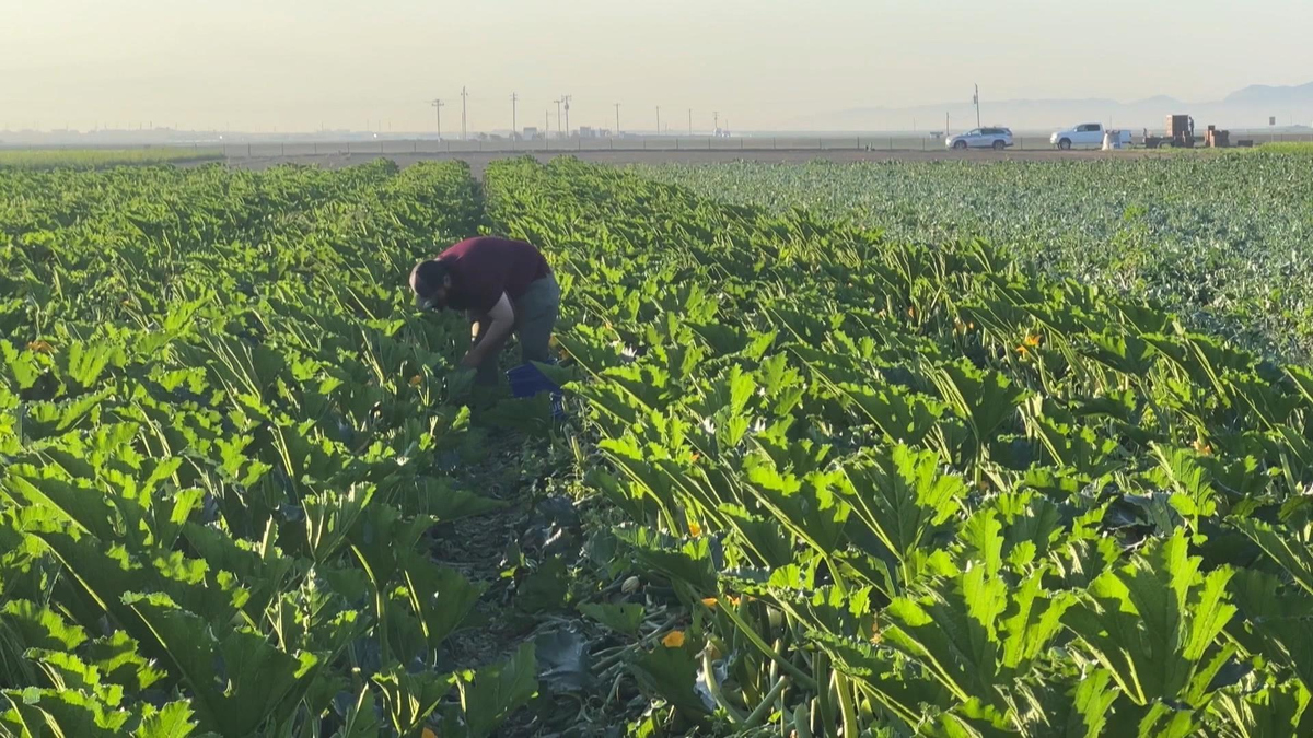Watch CBS Mornings: Farm workers running their own farms - Full show on CBS