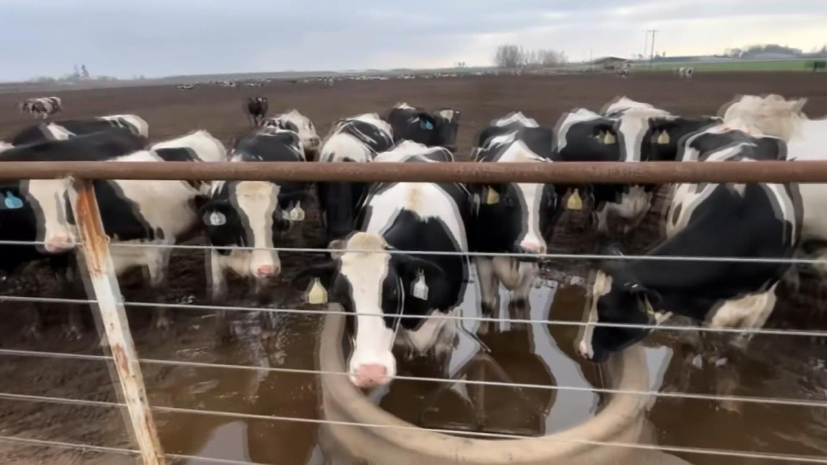 Watch CBS Mornings Second strain of bird flu detected in cows - Paramount+