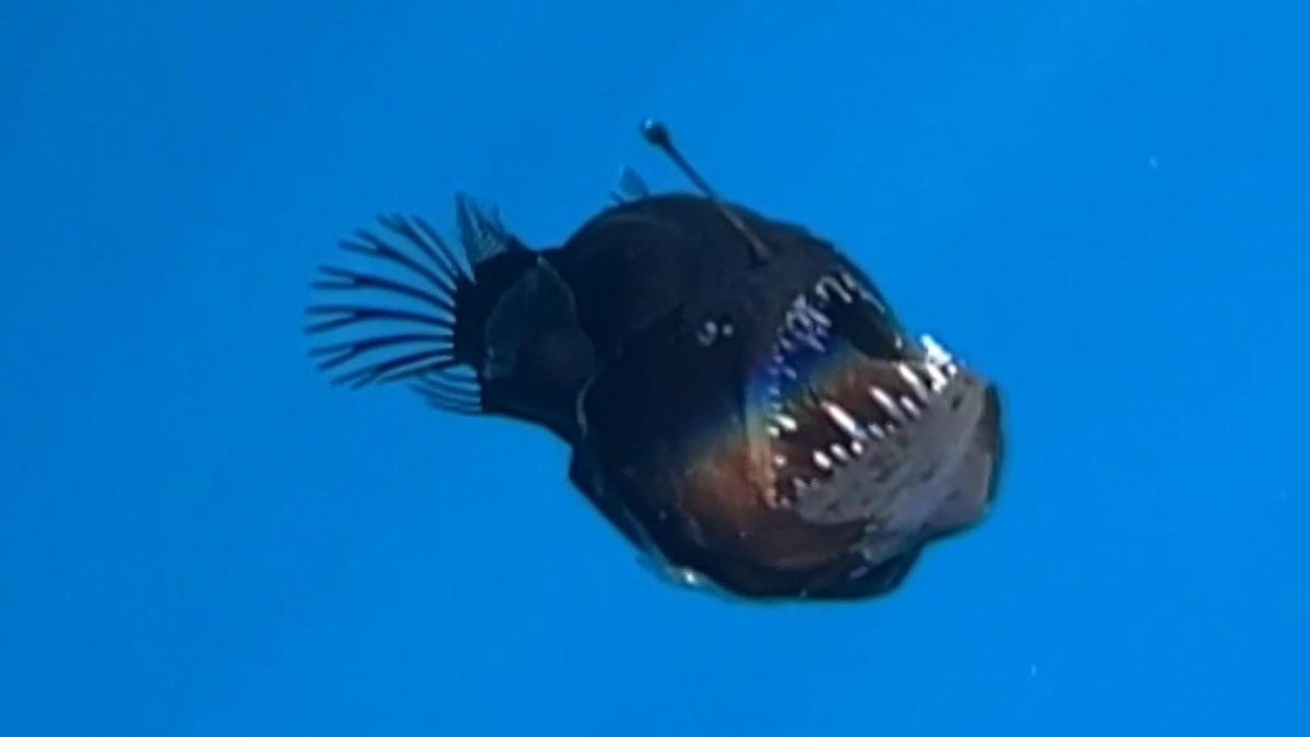 Watch CBS Evening News: Rare fish spotted on ocean surface for first ...