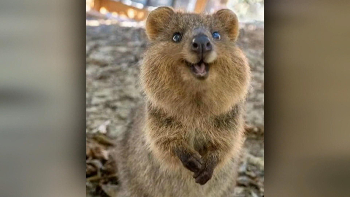 【23.65】24SS★ QUOKKA-SLIDE 2cbbf74dfddfa8b56a0e04dca2c4ec