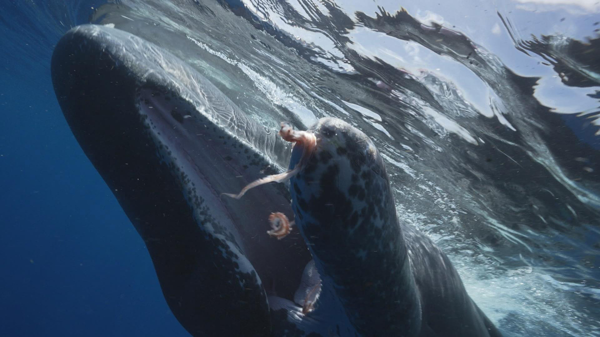 Watch 60 Minutes Season 57 Episode 44: 6/22/2025: The Sperm Whales