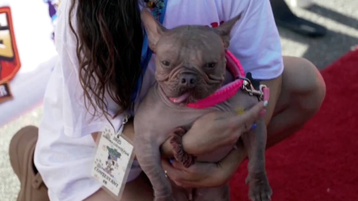 Watch CBS Evening News Season Episode 2-year-old hairless French