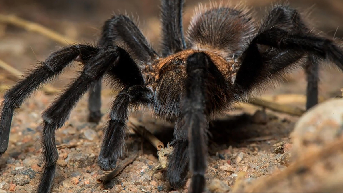 Watch Sunday Morning: Tarantulas: Why you shouldn't be afraid - Full ...