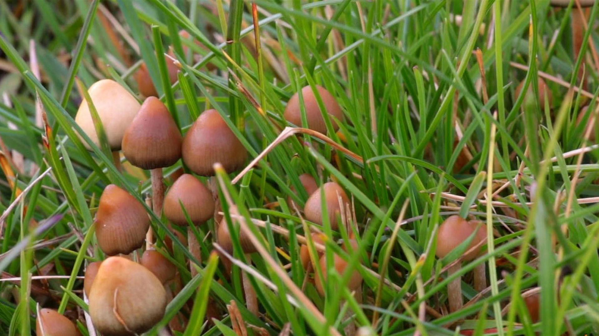 Mushrooms Liberty caps