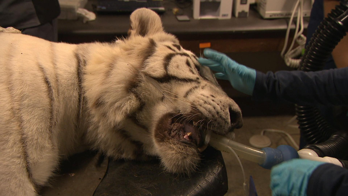 Watch CBS Evening News: Big cats cared for in Indiana ...