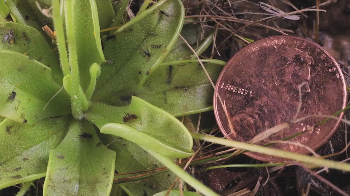 Watch Sunday Morning Nature up close The carnivorous Butterwort plant