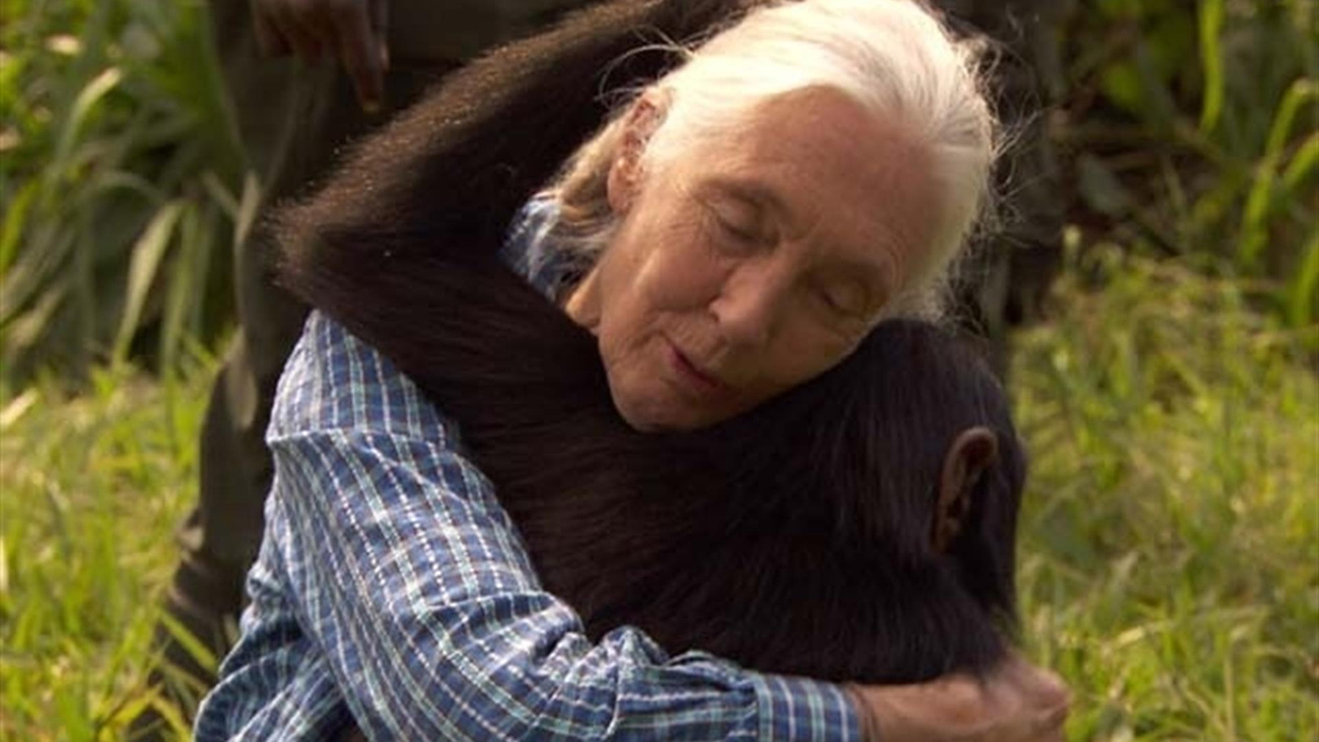 Watch 60 Minutes: Jane Goodall and Her Chimps - Full show on CBS All Access