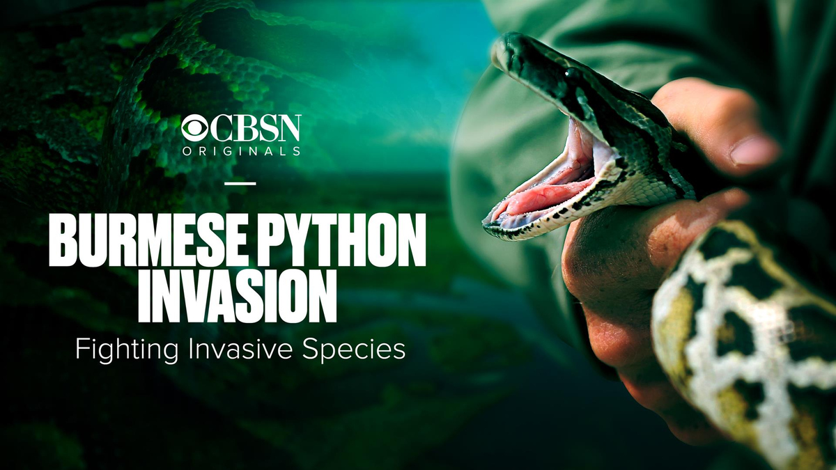 Watch CBSN Originals: Preview: Burmese Python Invasion - Full show on ...