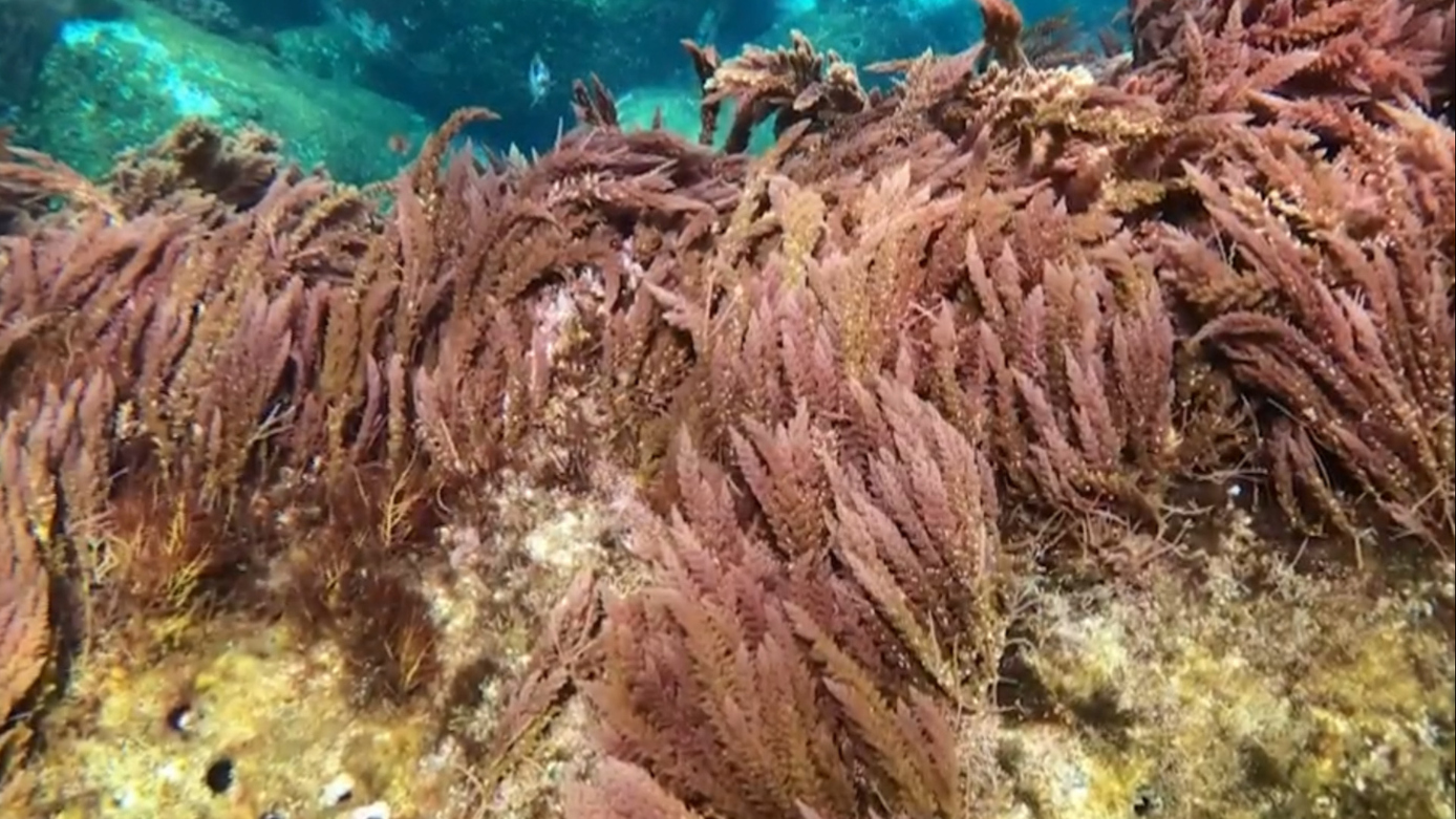 Watch CBS Saturday Morning Harvesting Seaweed And Climate Change 