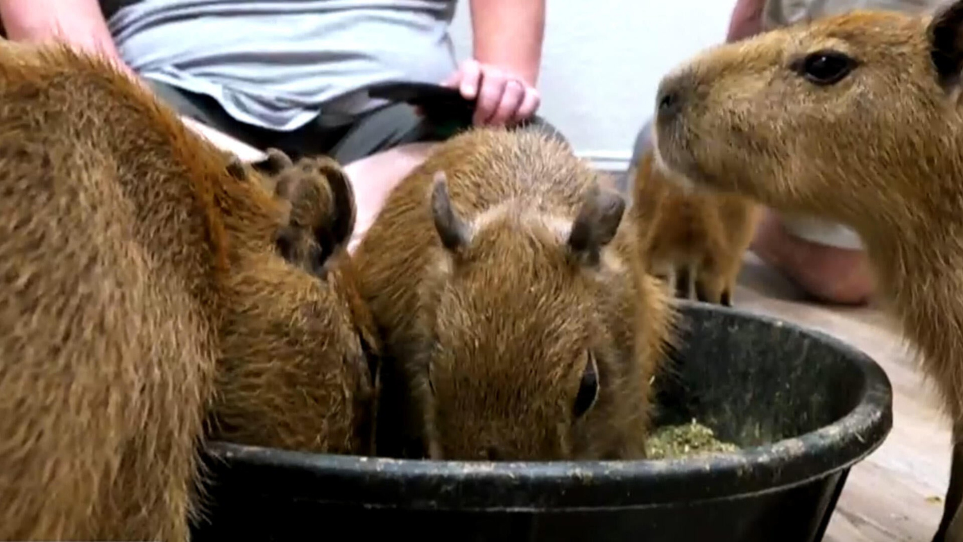 Watch CBS Mornings: Capybara craze fuels Florida café and animal rescue ...