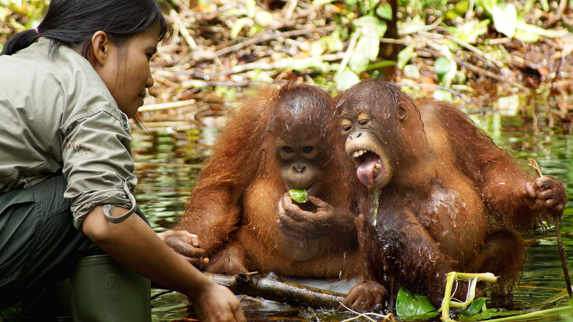 Watch Orangutan Jungle School Season 1 Episode 8 Tots, Teens and Tantrums Full show on CBS