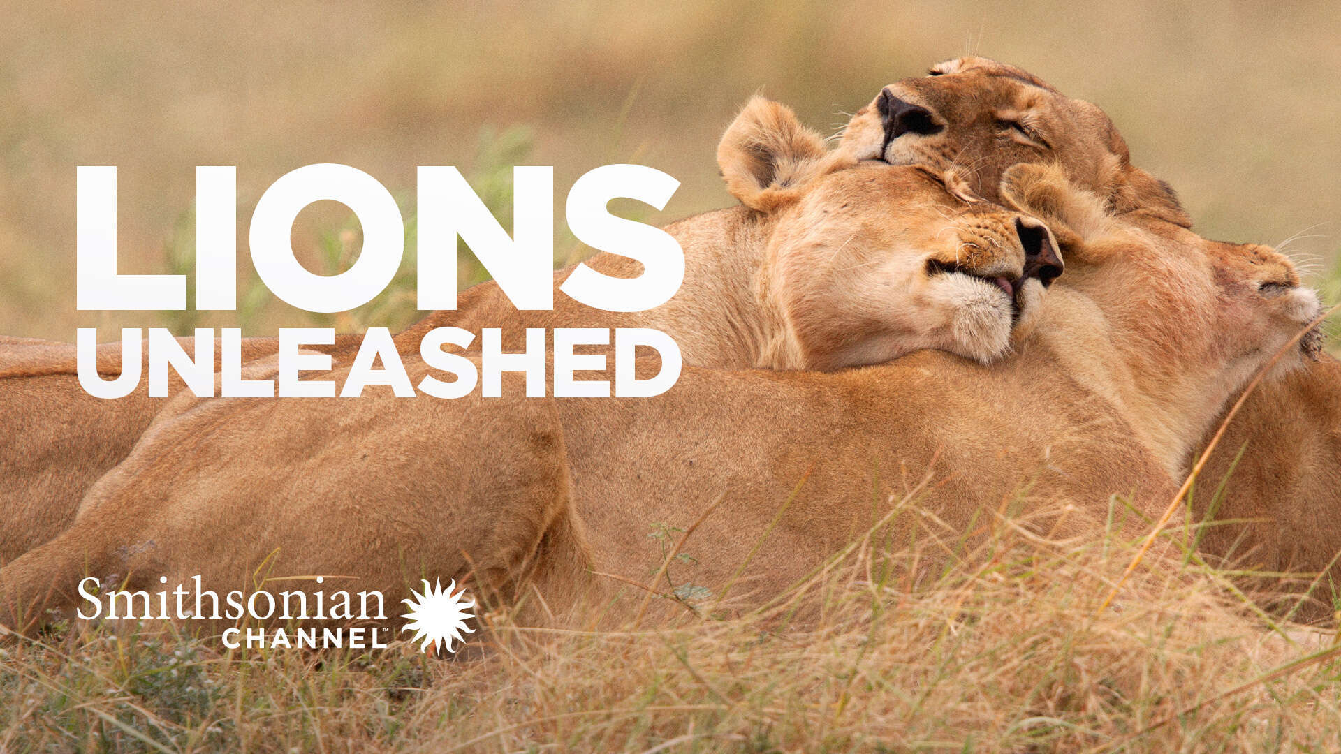Watch Lions Unleashed Stream now on CBS All Access