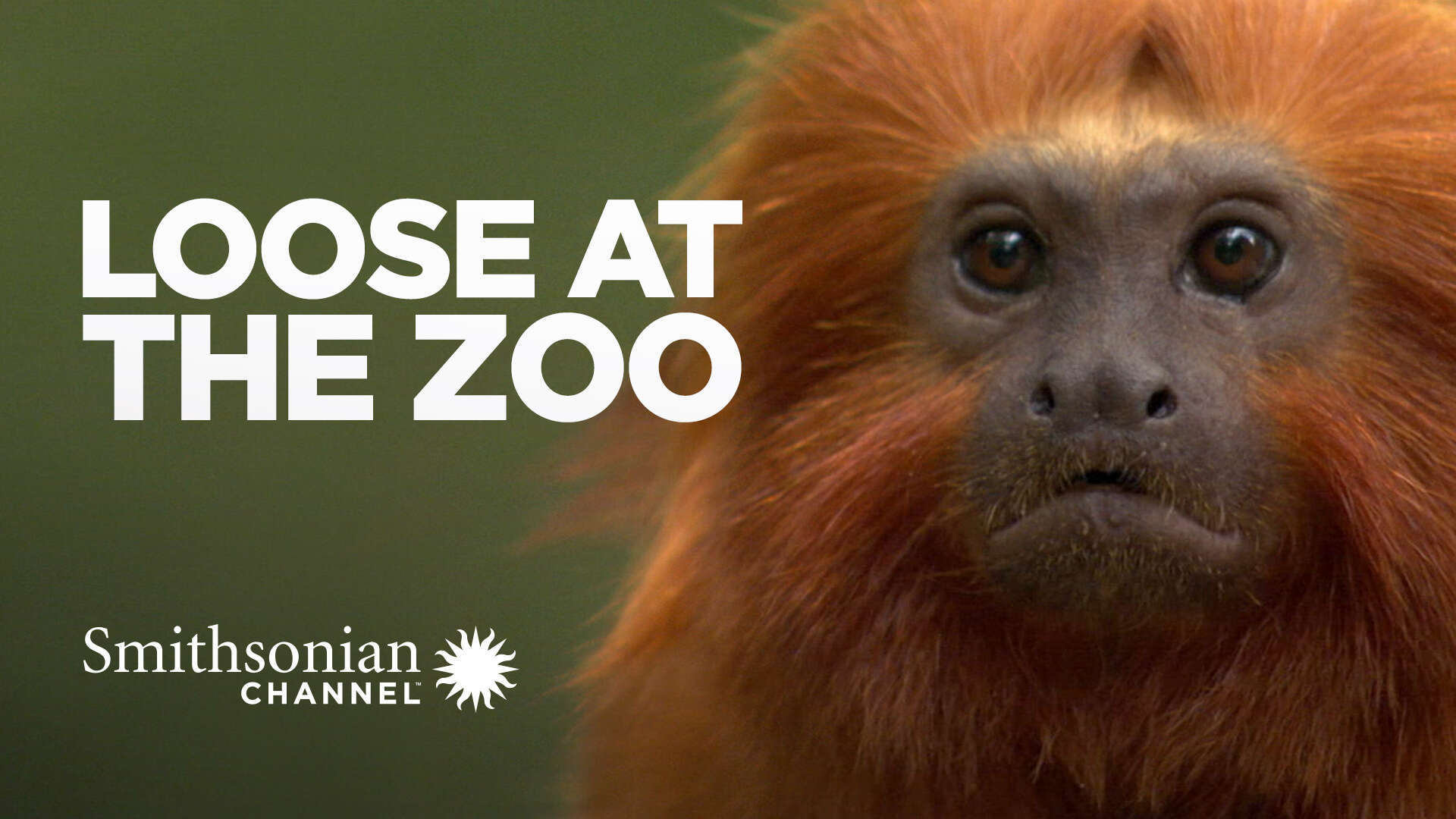 Loose at the Zoo Watch Full Movie on Paramount Plus