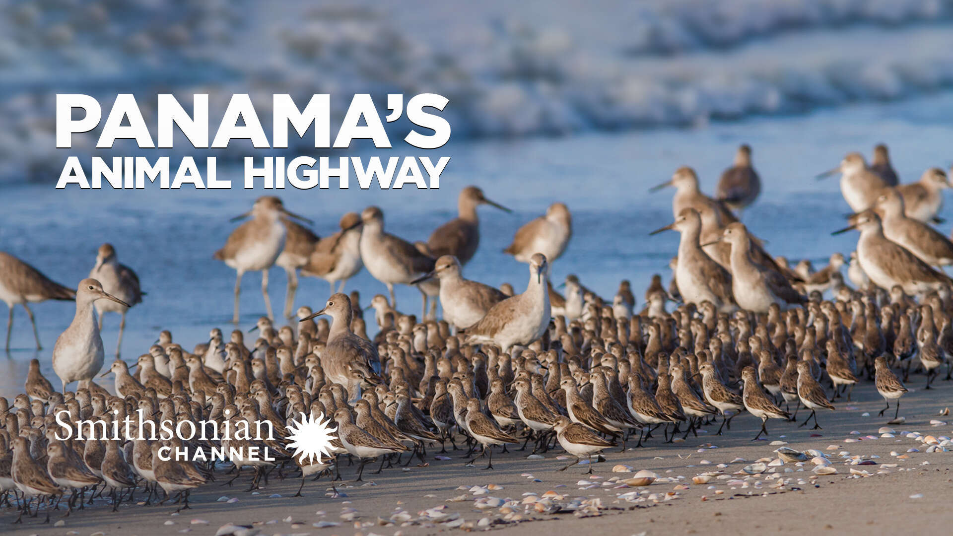 Watch Panama's Animal Highway - Stream now on Paramount Plus