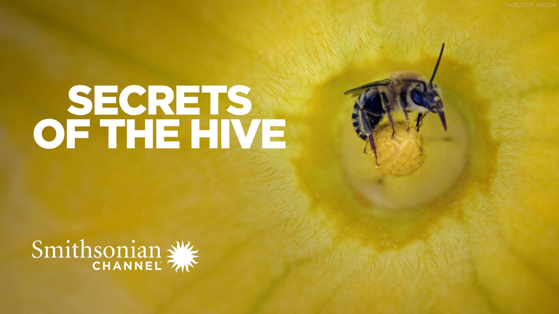 Secrets of the Hive - Watch Full Movie on Paramount Plus