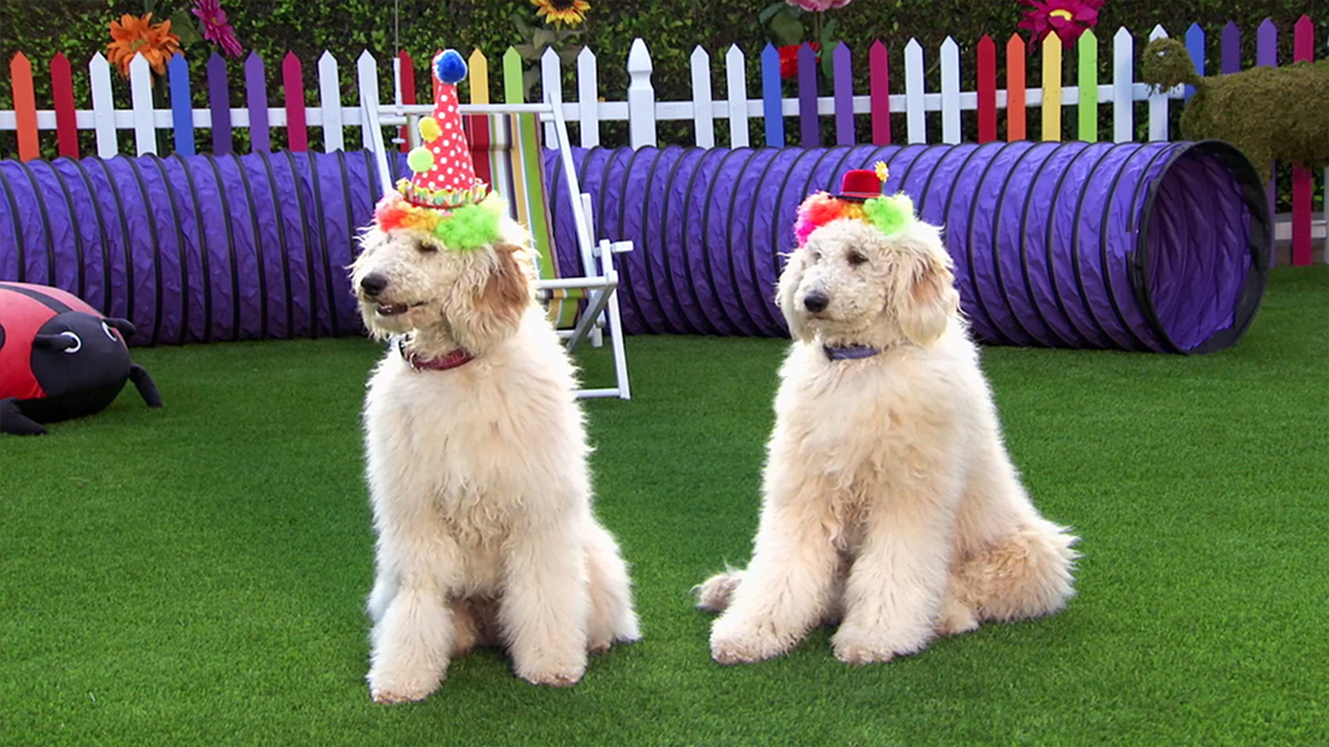 Watch Mutt & Stuff Season 1 Episode 5 A Pawsome Circus Show Full