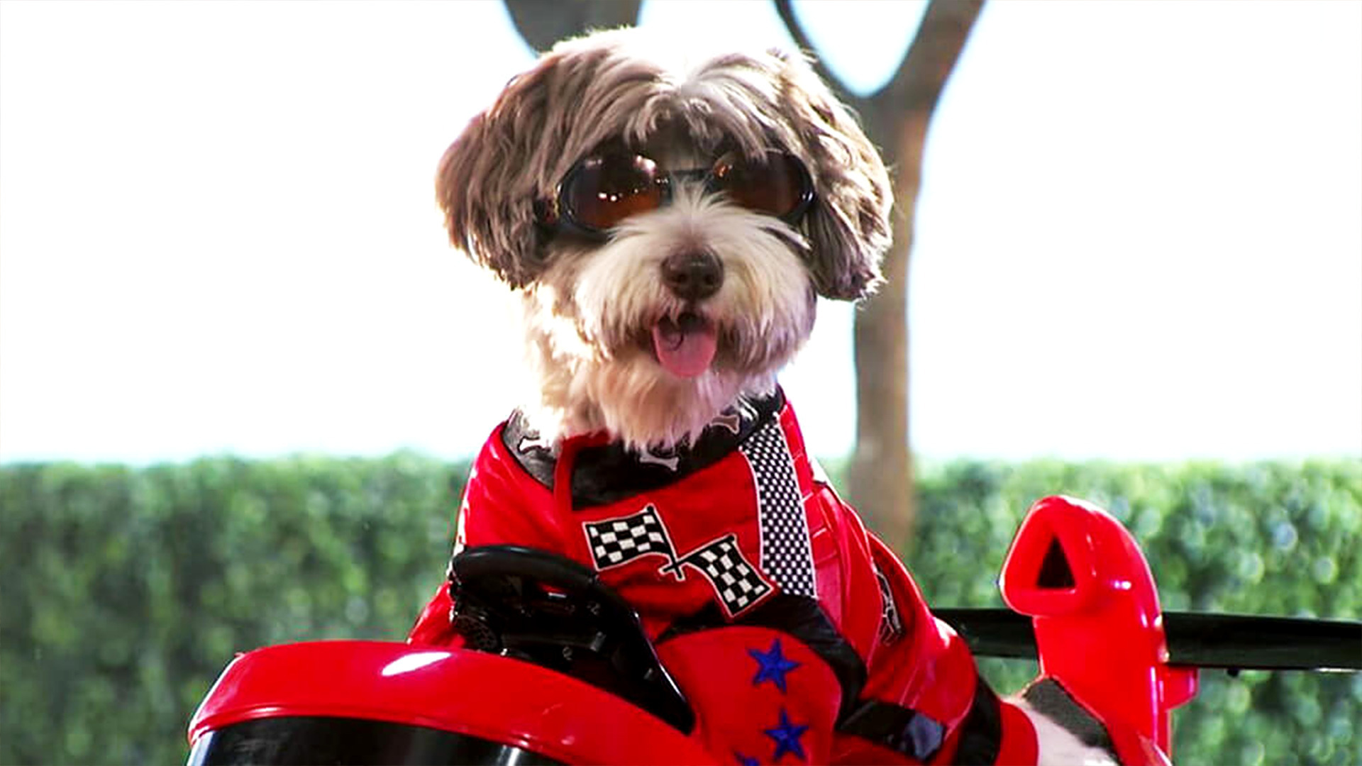 Watch Mutt & Stuff Season 1 Episode 11 The Fast & The Furriest Full