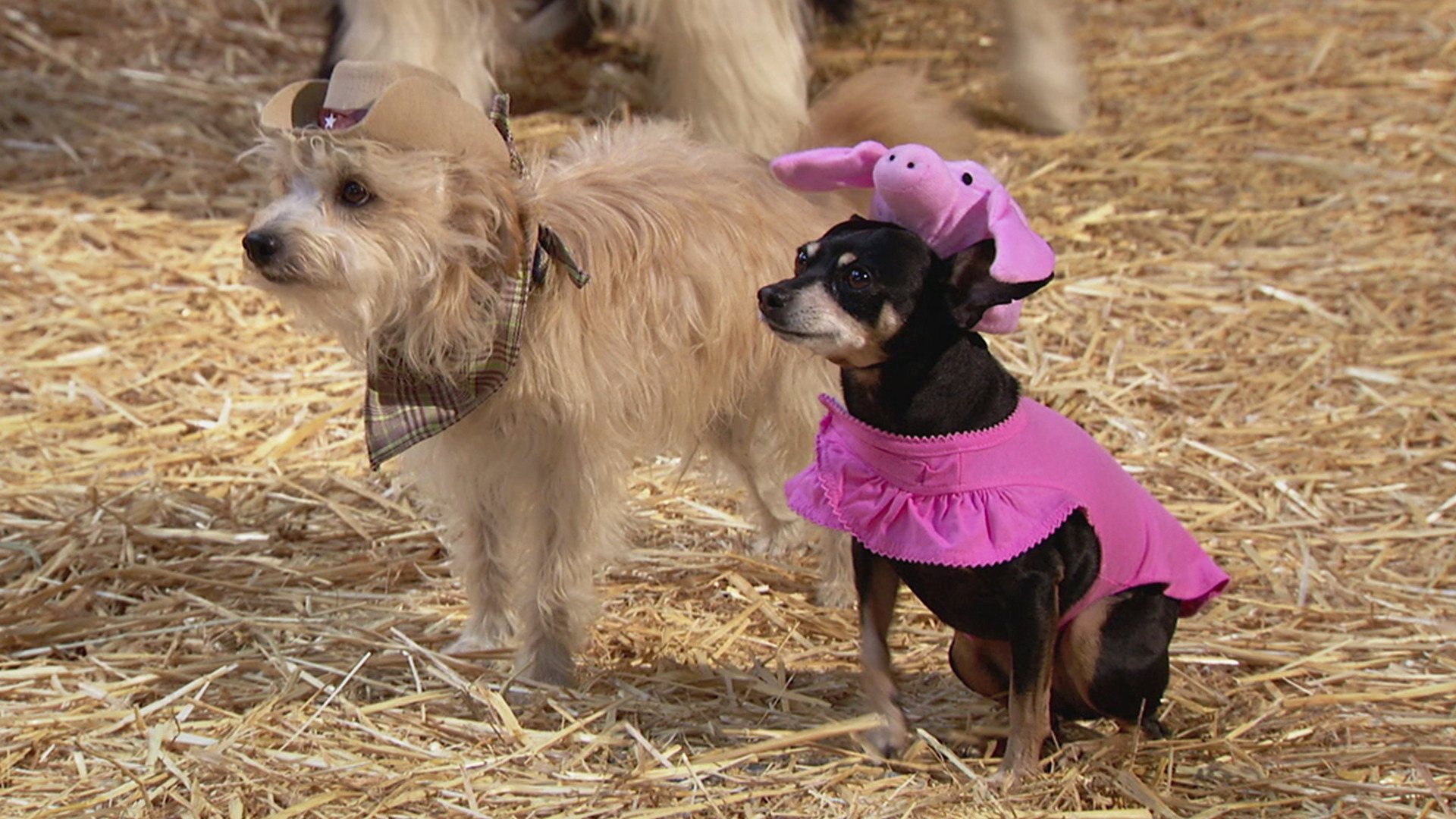 Watch Mutt & Stuff Season 1 Episode 12 Get Along Little Piggy Full