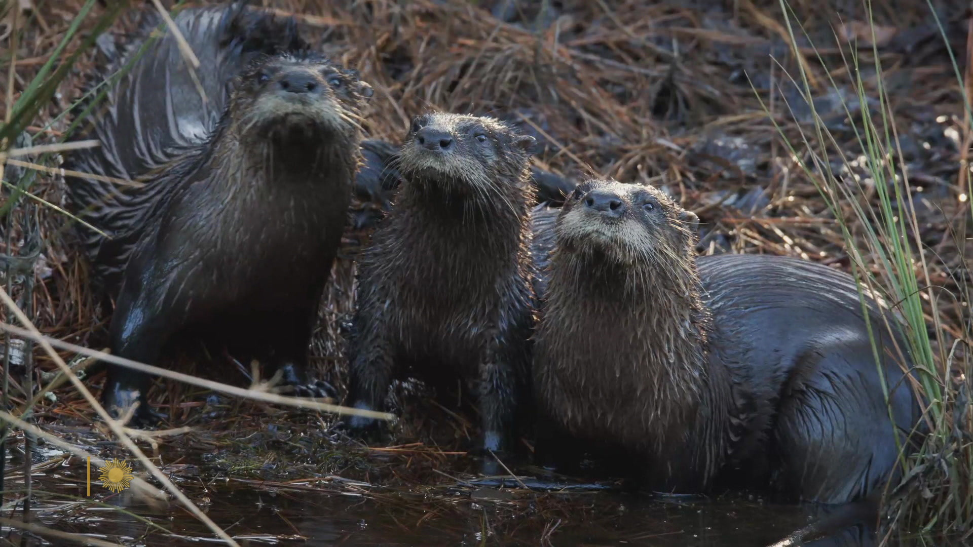 Watch Sunday Morning Nature Otters in North Carolina Full show on CBS