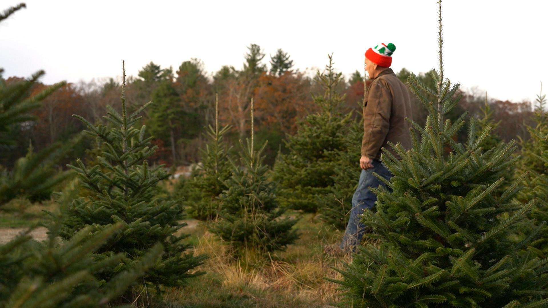Watch CBS Mornings Christmas tree shortage looms over holidays Full