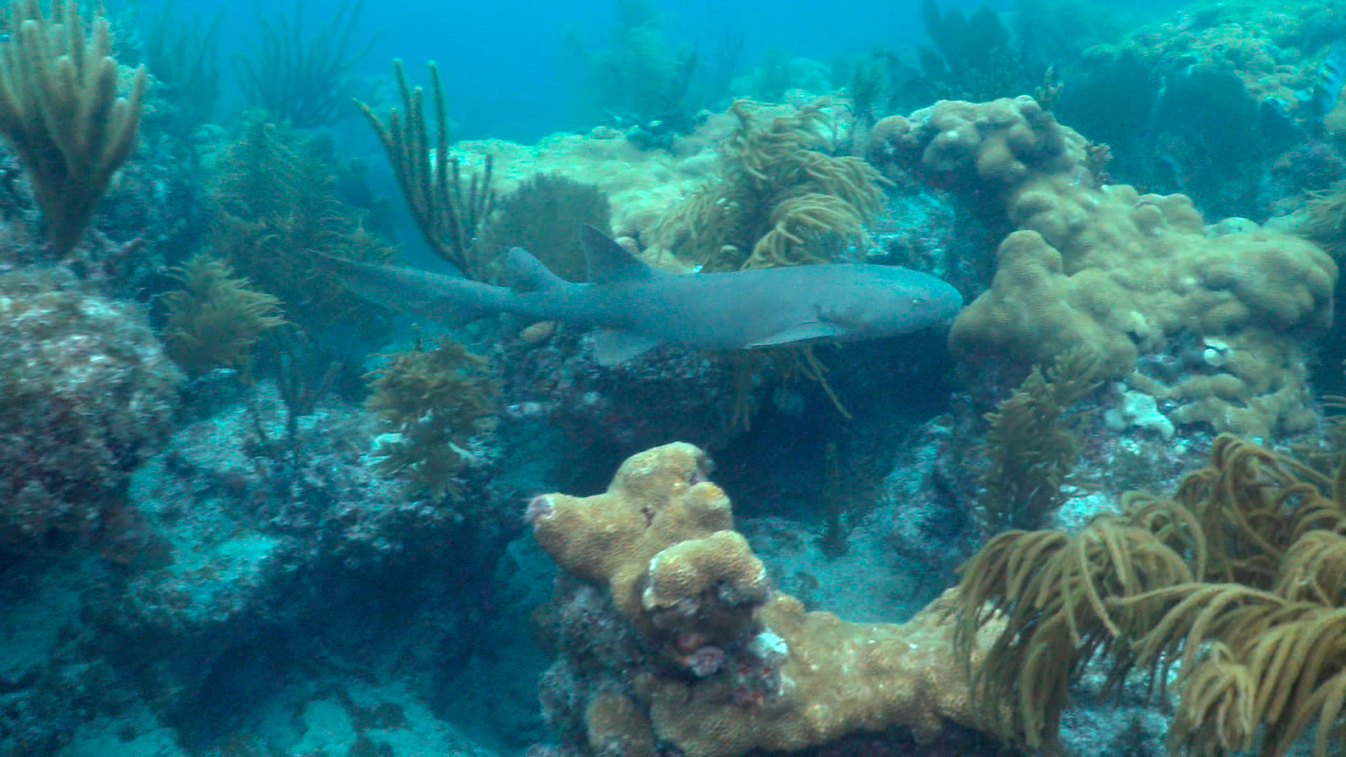 Watch 60 Minutes Rescuing the world's coral reefs Full show on CBS