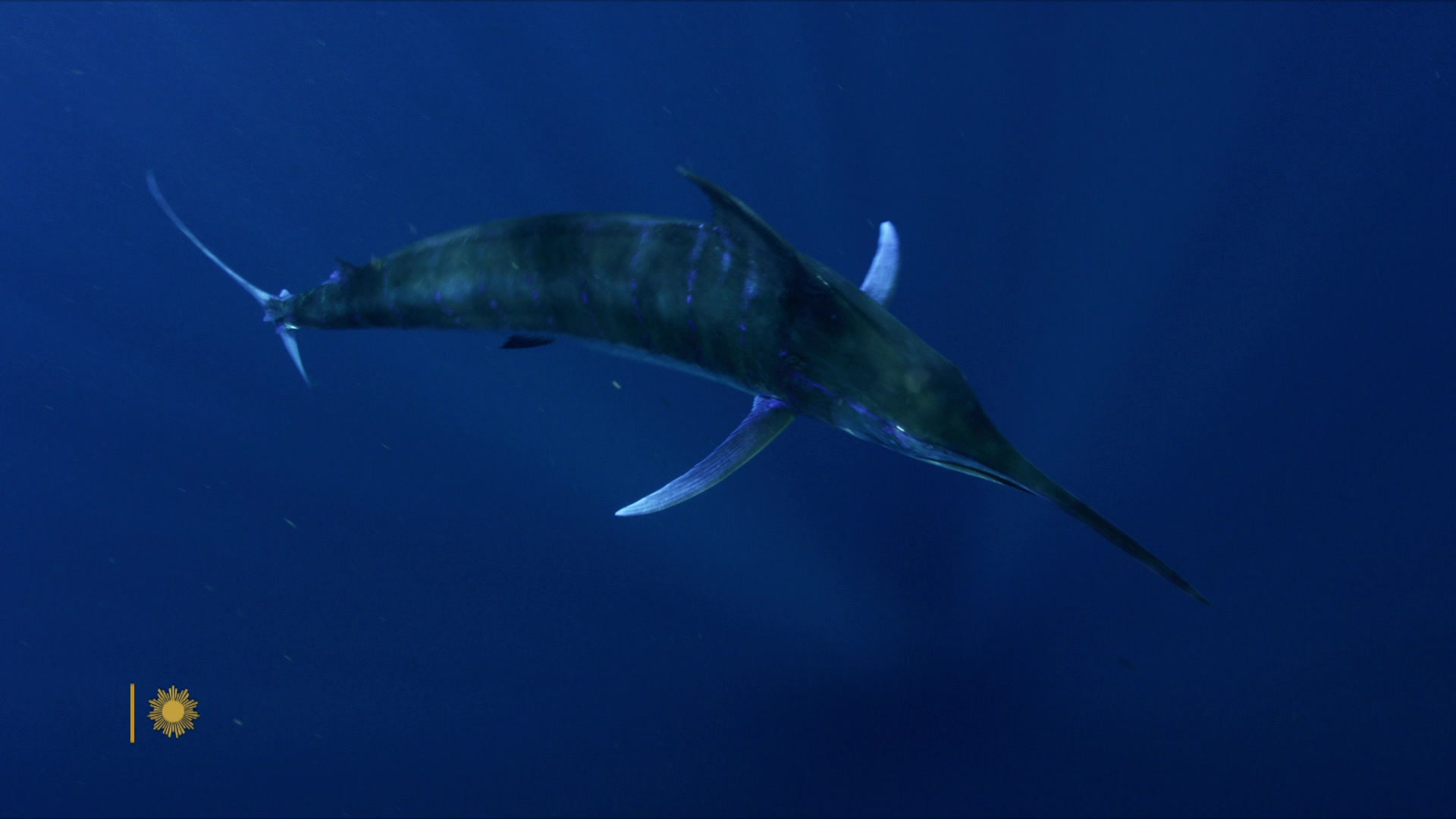 Watch Sunday Morning: Nature: Billfish in Mexico - Full show on CBS