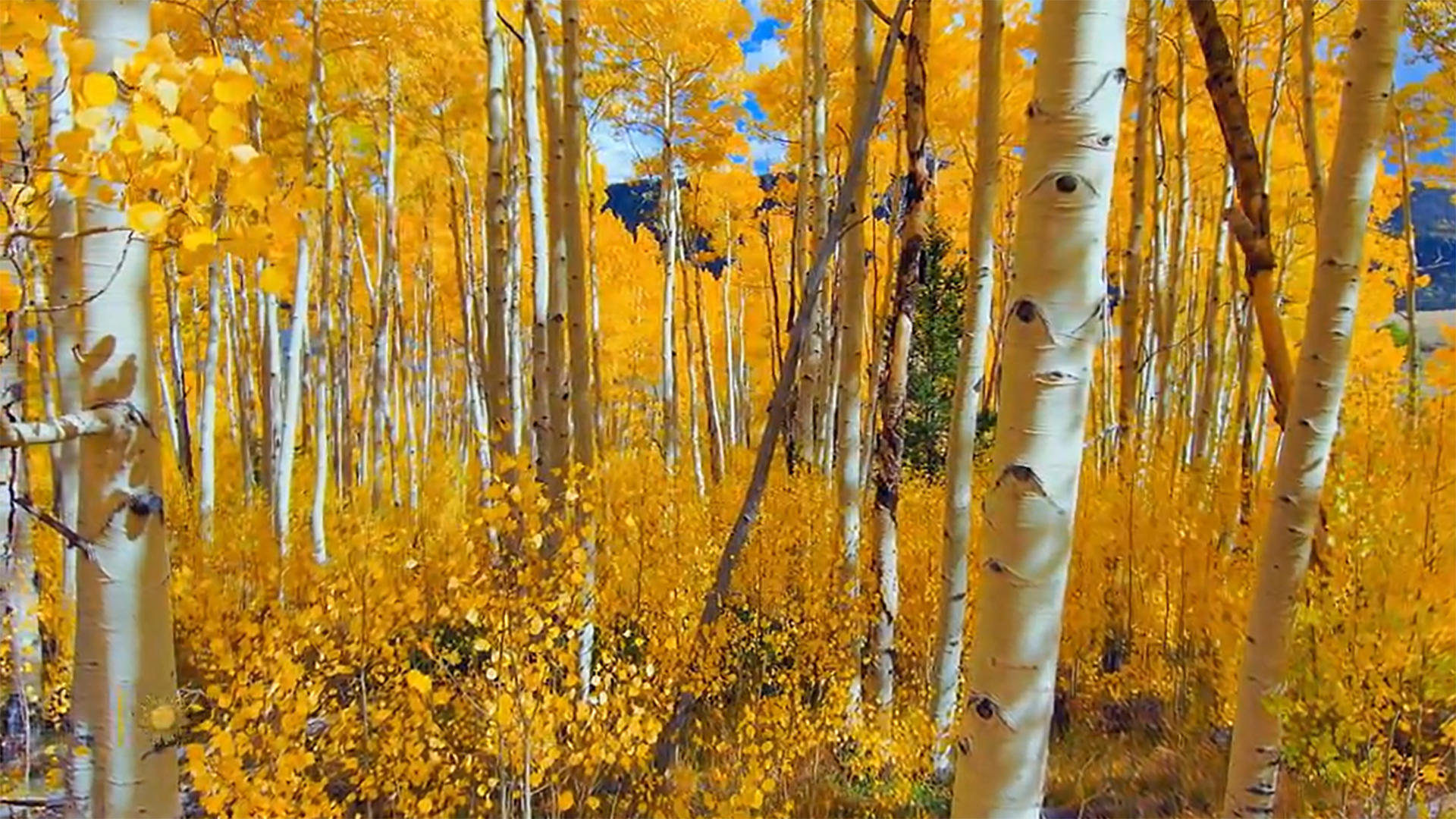 Watch Sunday Morning Nature Aspens in Utah Full show on CBS