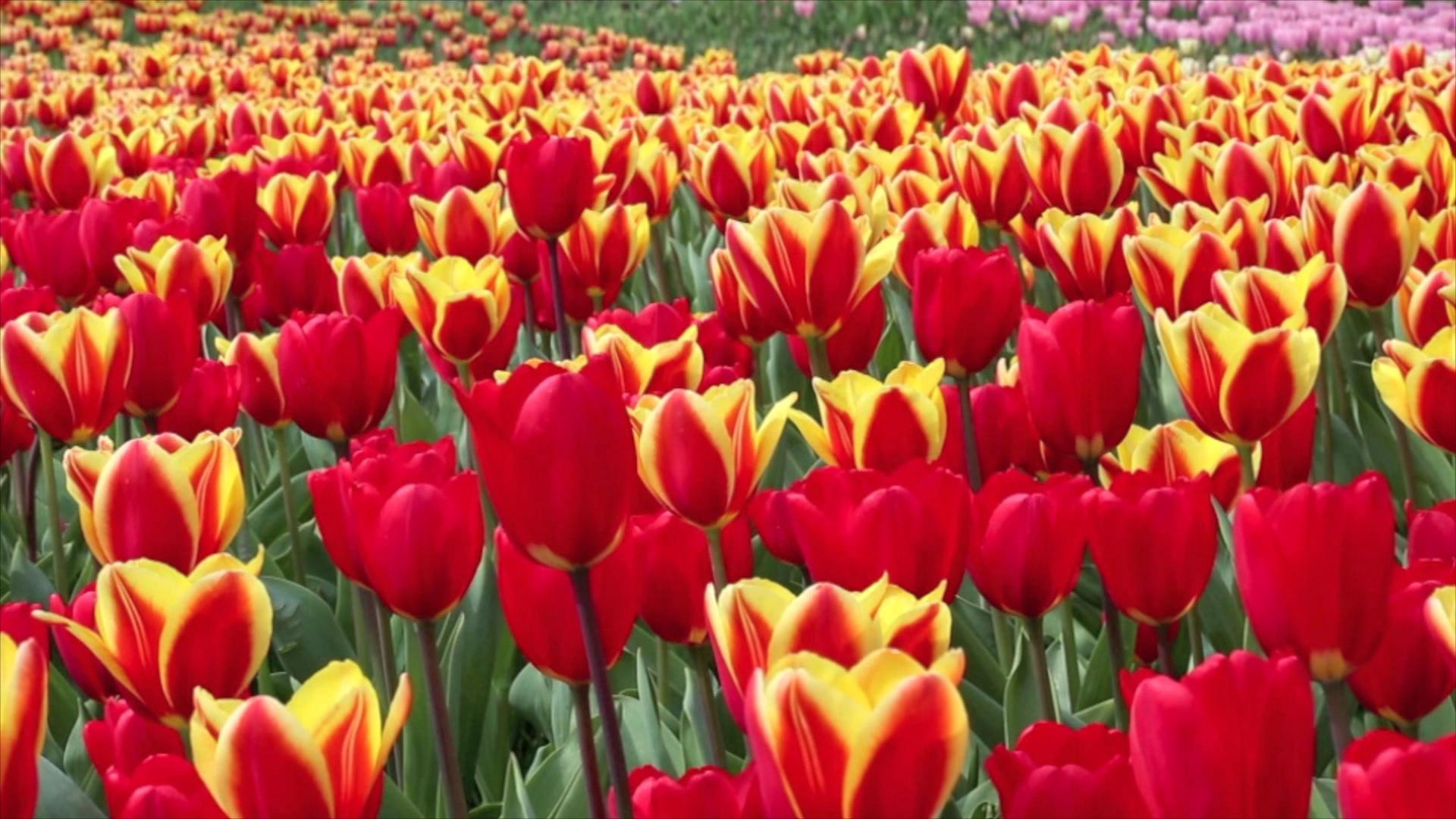 Watch Sunday Morning Nature Tulips Full show on CBS
