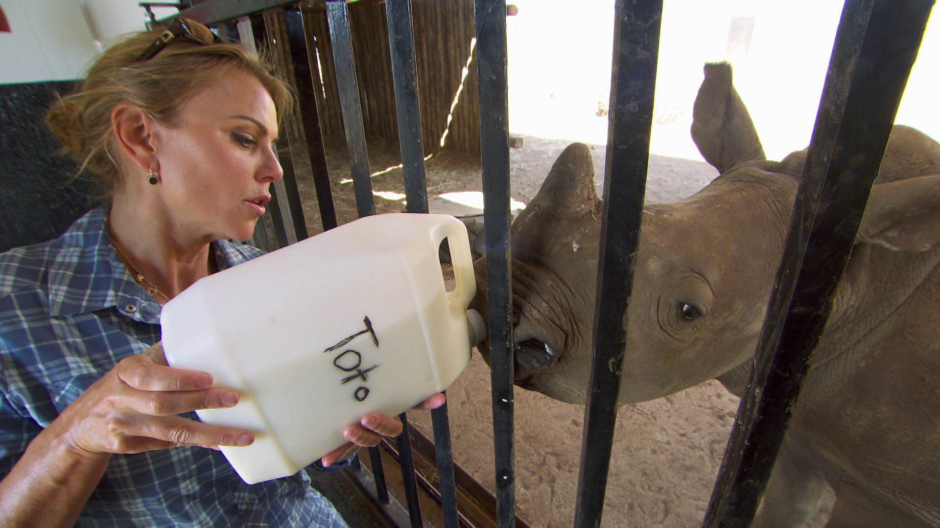 Watch 60 Minutes Overtime: How To Bottle-feed A Baby Rhino - Full Show 