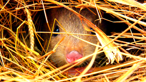 Secretos de Australia Salvaje - La vida secreta de marsupiales