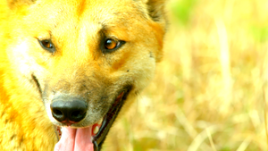 Secretos de Australia Salvaje - Vida secreta del dingo