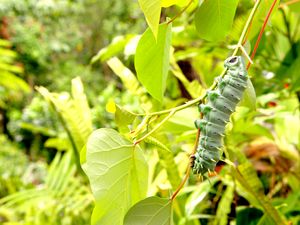 Secretos de Australia Salvaje - Vida secreta de insectos y mariposas
