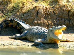 Secretos de Australia Salvaje - Vida secreta de los crocodilos