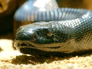 Secretos de Australia Salvaje - La vida secreta de serpientes