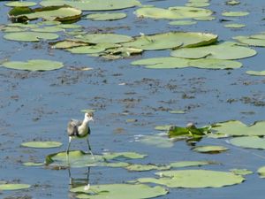 Secretos de Australia Salvaje - El pozo de agua