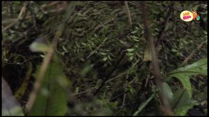 Perdido - Resgate do Kakapo