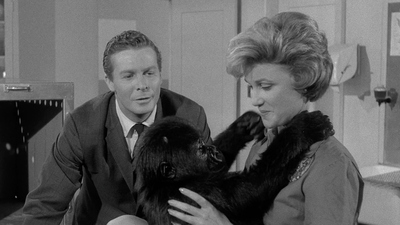 Perry Mason : The Case of the Cowardly Lion'