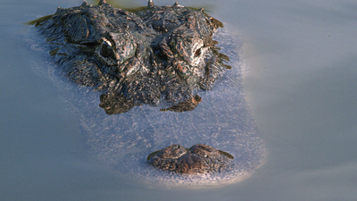 America's Mississippi : The Bayou'