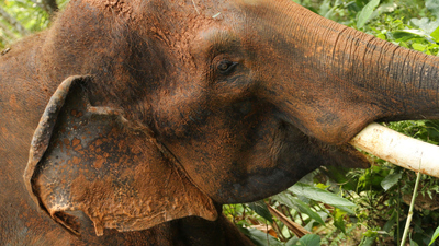 Nature Shock : Elephant Murder Mystery'