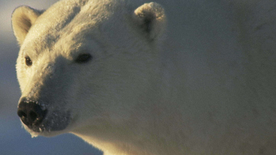 Polar Bear Town : Welcome to Churchill'