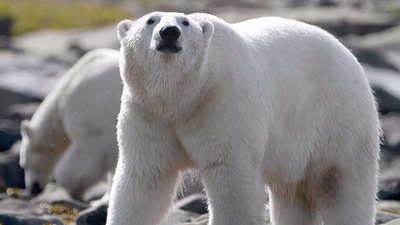 Polar Bear Town : The Search for Big Bear'