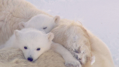 Polar Bear Town : Quest for Cubs'