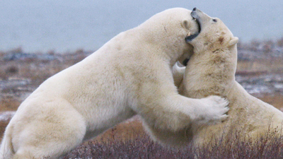 Polar Bear Town : Rumble on the Tundra'