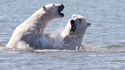 Polar Bear Town : Bears vs. Belugas'