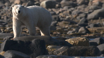 Polar Bear Town : The Big Exodus'