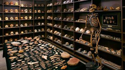 Smithsonian Spotlight : Human Origins'