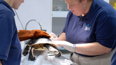 Zoo Vets : Claws, Paws and Fins'